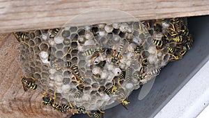 Entomology videos: yellowjacket paper wasp, Polistes gallicus, nest in 4K UHD