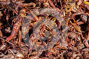 Entomophagy from insect photo