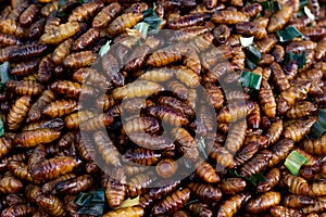 Entomophagy from insect photo