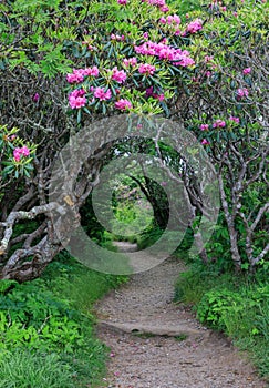 Entrance Craggy Garden Pinnacle Trail North Carolina