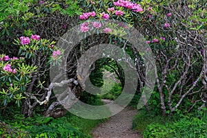 Entrance Craggy Garden Pinnacle Trail North Carolina