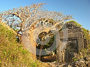 Entrance of the forest