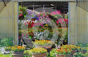 Entrance of a greenhouse completely full of multicolored flowers in external pots, on the internal tables and hanging on the walls
