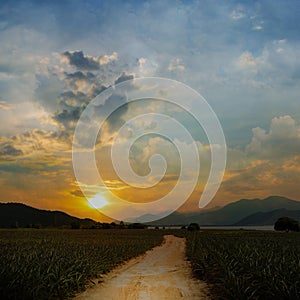 Entrance pineapple farm at sunset