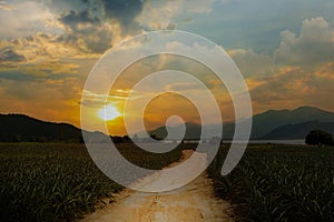 Entrance pineapple farm