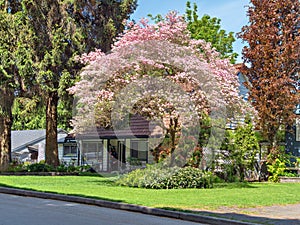 Entrance of residential house in the shadow of blossoming tree