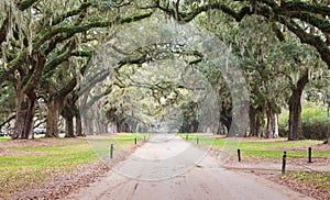 Road Boone Plantation Charleston South Carolina SC photo