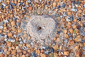 Entrance to an ants nest