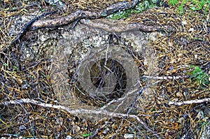 Entrance to the badger burrow in wild