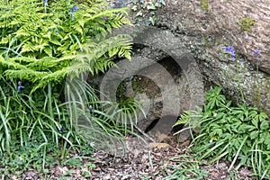 Entrance to a Badger Sett in a wood in East Sussex