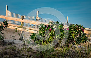 Entrance to the beach at Coral Street in Beach Haven  NJ