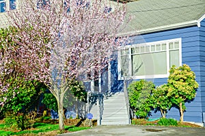 Entrance to blue house with blooming pink cherry flower in suburban Seattle