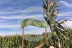 Entrance to corn maze sign and cornstalks with cloudy blue sky early fall afternoon