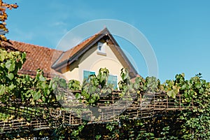 Entrance To The Court Of The Typical French Rural House Decorated With The Golden Vineyard With Ripe Black Grapes. Retro