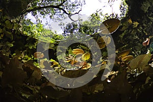 Entrance to the gran cenote