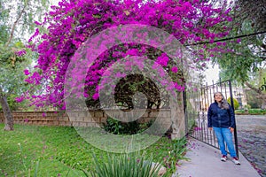 Entrance to hacienda with huge purple bougainvillea, smiling mature Latin American woman standing next to wrought iron gate