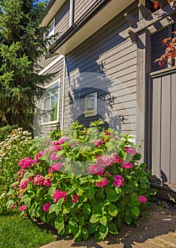 Entrance to a home through a beautiful garden with colorful flowers. Plants and flowers in in a garden