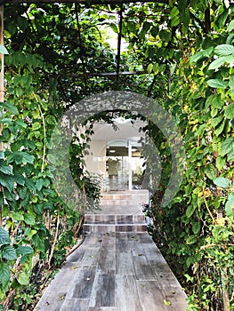 Entrance to the house, an arch overgrown with green ivy