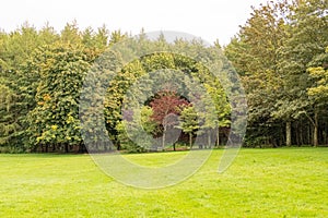 Entrance to Mature Scottish Green Trees Prior to the Changes To Autumn Colours