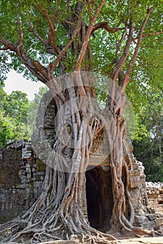 Entrance to mysterious, dark hidden jungle or forest old spooky tree growing out of stone temple ruins, angkor wat