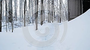 Entrance to old cold cellar, covered with white snow in the winter day. Clip. Wooden door, located in forest. Forest