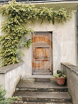 Entrance to an old house with stone steps and wooden door. A bush with green leaves winds over the door. Countryside.