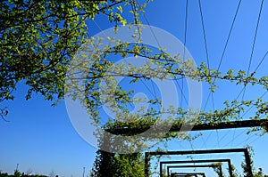 entrance to the park is enhanced by metal trellises from galvanized gates