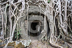 The entrance to the temple in the jungle