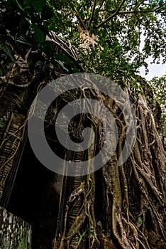 Entrance to the temple overgrown roots