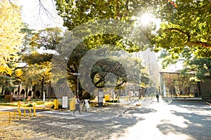 Entrance at Tokyo University under big trees and sunlight foliage.