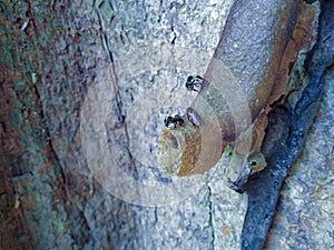 The entrance of the trigona beehive