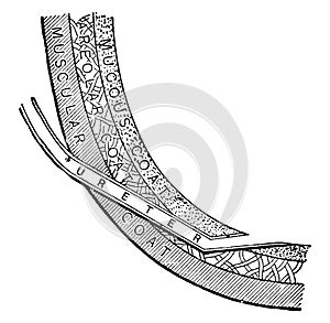 Entrance of Ureter into the Bladder, vintage illustration
