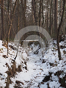 Entrenched forrest path through a pine forrest with light snow cover