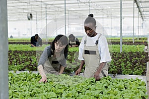 Entrepreneurial eco friendly greenhouse