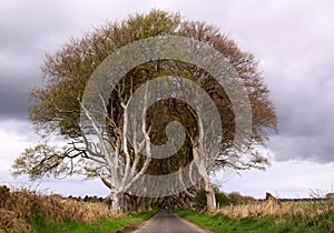 Entry to The Dark Hedges, on a straight road, Northern Ireland