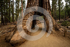 Entry To The Tunnel Tree In Mariposa Grove photo