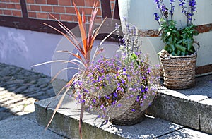 Entryway Floral design made with Sage and lobelia flowers photo