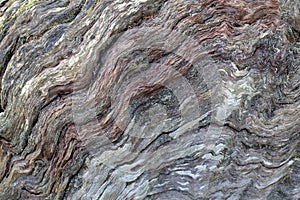 ÃÂ¡entury-old chestnut tree bark selective focus abstract natural background photo