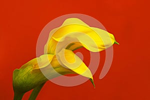 Entwined Calla Lilies photo