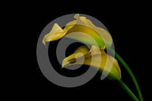 Entwined classic yellow calla lily flowers