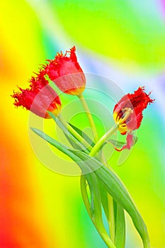 Entwined red lace fringed tulips against colorful background