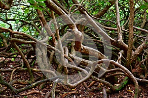 Entwined and Twisted Tree Branches