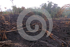 Enviromental damage of forest fires