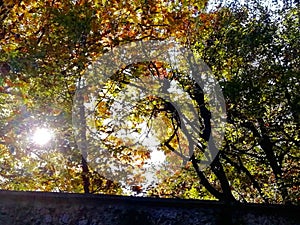 Environment autumn trees  with sunlight filtering through