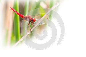 Environment background with Red dragonfly looking at the camera and copyspace