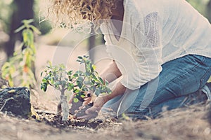 Environment and care for the planet and nature forest concept with lady seeding a new tree on the wood ground - save earth`s day