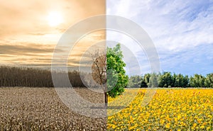 Environment change ecology global warming drought or refreshing tree