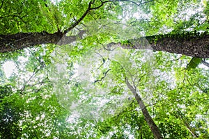 Environment concept. Spring Sun Shining Through Canopy Of Tall Trees Woods. Sunlight In Forest, Summer Nature.