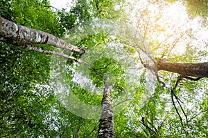 Environment concept. Spring Sun Shining Through Canopy Of Tall Trees Woods. Sunlight In Forest, Summer Nature.