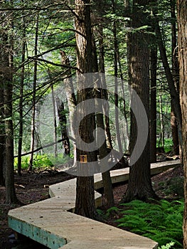 Environment Conservation Boardwalk in Pocono Mountains Forest